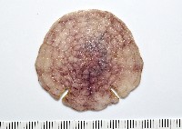 裂邊毛餅海膽藏品圖，第1張