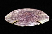 裂邊毛餅海膽藏品圖，第4張