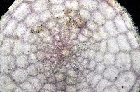 裂邊毛餅海膽藏品圖，第3張