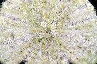 裂邊毛餅海膽藏品圖，第4張