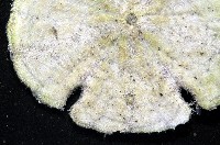 裂邊毛餅海膽藏品圖，第5張