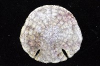 裂邊毛餅海膽藏品圖，第6張
