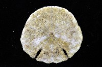 裂邊毛餅海膽藏品圖，第7張