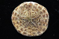 綠楯海膽藏品圖，第2張