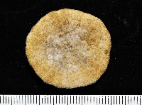 綠楯海膽藏品圖，第4張