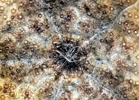 綠楯海膽藏品圖，第7張