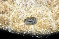 綠楯海膽藏品圖，第8張