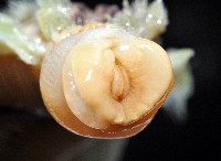 黃海毛蟲藏品圖，第4張