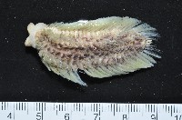 黃海毛蟲藏品圖，第10張