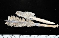 未知種棘海鰓藏品圖，第1張