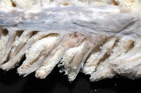 未知種棘海鰓藏品圖，第3張