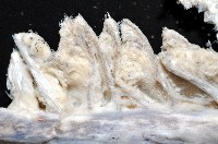 未知種棘海鰓藏品圖，第4張