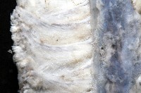 未知種棘海鰓藏品圖，第5張