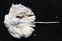 未知種棘海鰓藏品圖，第6張