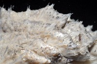 未知種棘海鰓藏品圖，第7張
