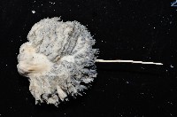 未知種棘海鰓藏品圖，第8張