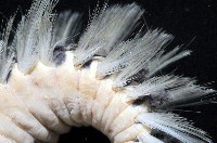黃海毛蟲藏品圖，第3張