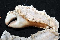 環狀(圓拱)隱足蟹藏品圖，第4張