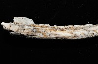 未知種莖管珊瑚藏品圖，第2張