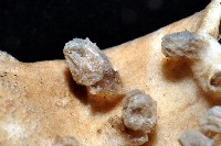 未知種莖管珊瑚藏品圖，第6張