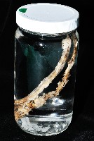 未知種莖管珊瑚藏品圖，第8張