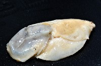 大塚薄泡螺藏品圖，第2張