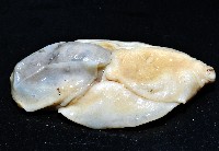 大塚薄泡螺藏品圖，第3張
