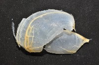 大塚薄泡螺藏品圖，第4張