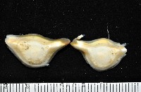 大塚薄泡螺藏品圖，第5張