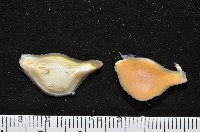 大塚薄泡螺藏品圖，第6張