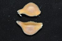 大塚薄泡螺藏品圖，第7張
