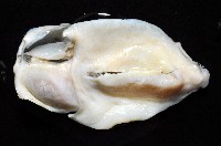 大塚薄泡螺藏品圖，第8張
