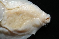 大塚薄泡螺藏品圖，第10張