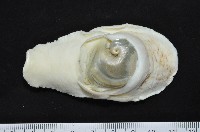南洋扁玉螺藏品圖，第6張