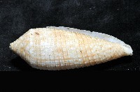 長芋螺藏品圖，第4張