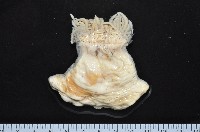 豹紋海葵(暫譯)藏品圖，第1張