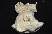 豹紋海葵(暫譯)藏品圖，第2張