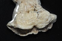 豹紋海葵(暫譯)藏品圖，第4張