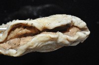豹紋海葵(暫譯)藏品圖，第5張