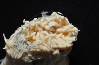 豹紋海葵(暫譯)藏品圖，第7張