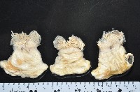 豹紋海葵(暫譯)藏品圖，第8張