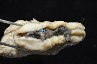 豹紋海葵(暫譯)藏品圖，第11張