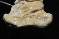 豹紋海葵(暫譯)藏品圖，第12張