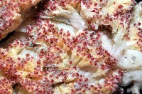 未知種棘穗軟珊瑚藏品圖，第3張