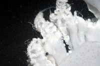 端鞭水母藏品圖，第2張
