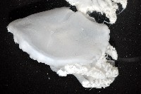 端鞭水母藏品圖，第3張
