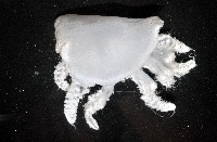 端鞭水母藏品圖，第4張