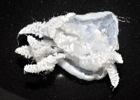 端鞭水母藏品圖，第5張