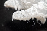 端鞭水母藏品圖，第6張