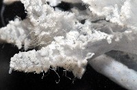端鞭水母藏品圖，第7張